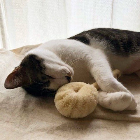 Sekino Daidokoro Cat Tawashi