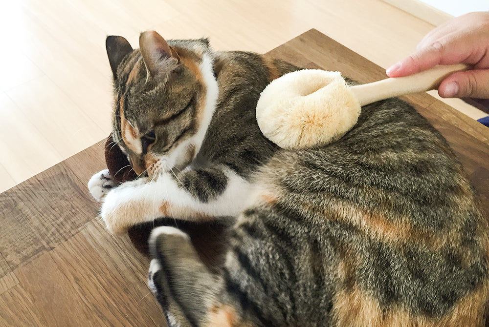 Sekino Daidokoro Cat Tawashi